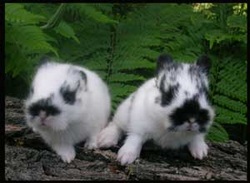 sweet baby rabbits with ferns behind on a log